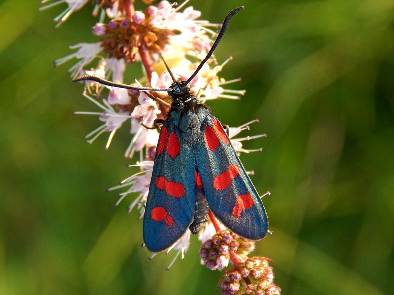 Zygaena filipendulae?